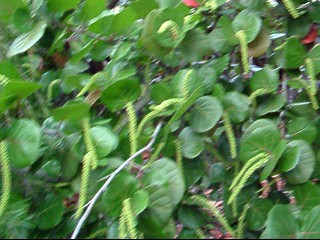 Seagrapes in my yard for my birds and privacy