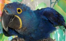PRIMO IS 12 WEEKS OLD- BRED BY CHERANE PEFLEY
Copyright: Brenda Piper