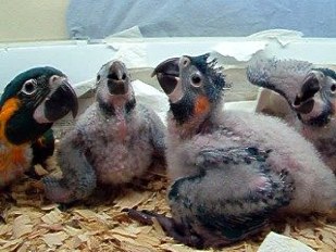 CELESTE,TULA,KANDANCER,IZOR