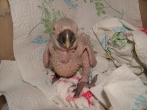 I'M THE STAR IN THIS HEAVENLY AVIARY.  I WAS PULLED FROM THE NEST BOX TODAY JULY 13, 2003.  
